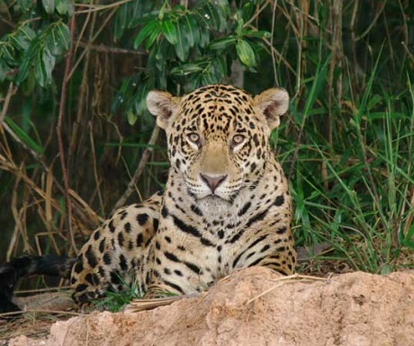 Jaguares en el Pantanal, Brazil