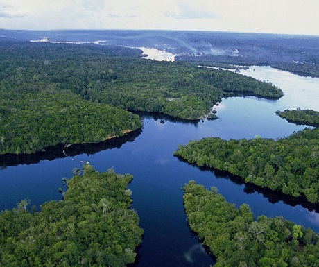 Bosque Amazonas, Brazil