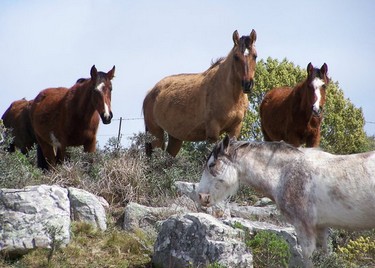 Campo Hipico Gato y Mancha, Mar del Plata