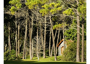 valeria-del-mar,Valeria del Mar y el Bosque de Cariló, Pinamar