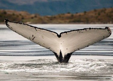 ballenas-punta-arenas,Ballenas jorobadas en Punta Arenas, Punta Arenas
