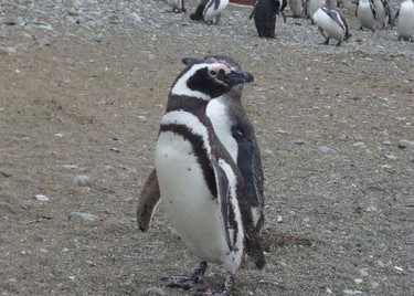 isla-magdalena-pinguinera,PINGUINERAS ISLA MAGDALENA, Punta Arenas