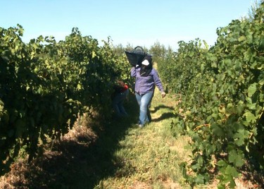 0372bf29de,Neuquén, entre vinos y dinos, Neuquén