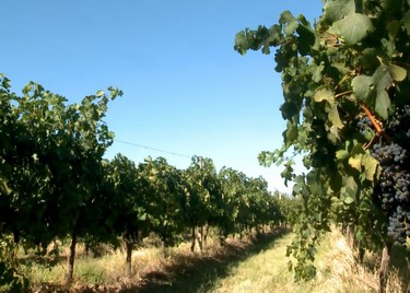 4510158ba4,Neuquén, entre vinos y dinos, Neuquén