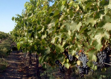 f605720b2a,Neuquén, entre vinos y dinos, Neuquén