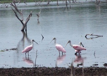 86d4c5bba5,Bañado La Estrella, maravillas de un humedal infinito, Formosa