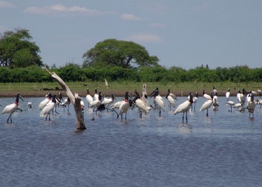 82813b0d9b,Formosa, un paseo por el paraíso de las aves, Formosa