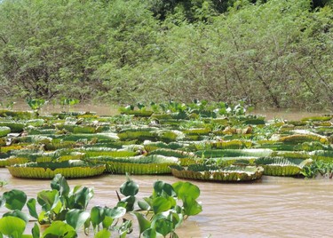 11c0f322d2,Jaaukanigás, el origen de la vida, Santa Fe