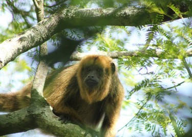 7c751d5e3e,Jaaukanigás, el origen de la vida, Santa Fe