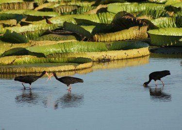b9603644ca,Jaaukanigás, el origen de la vida, Santa Fe