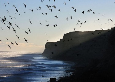 4459a3817a,El Cóndor, cielo de aves, Viedma