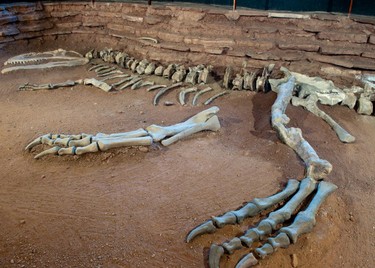 5fcb422199,Dinosaurios de Neuquén: tras las huellas del pasado, Neuquén