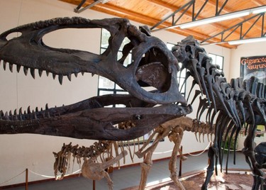 78c4c557b7,Dinosaurios de Neuquén: tras las huellas del pasado, Plaza Huincul