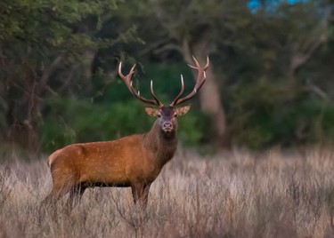 Parque Luro, el maravilloso espectáculo de los ciervos en brama, Santa Rosa