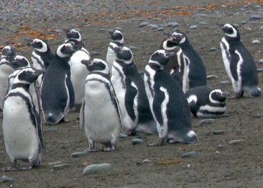 bd895a3d1a,Santa Cruz, refugio de aves de las Américas, Perito Moreno