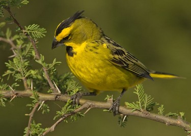 Vida silvestre en el bosque pampeano, Santa Rosa