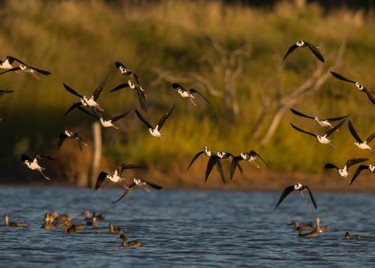 f26f7fd91b,Vida silvestre en el bosque pampeano, Santa Rosa