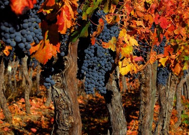 Valle-de-colchagua-ID121-mpo2o1edw9mk9g9byguk8wlki96anb0du3c3mkw6nk,Valle de Colchagua y Santa Cruz, Colchagua