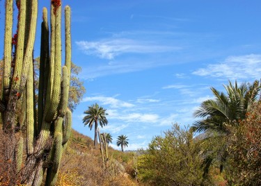 Parque-nacional-la-campana-ID51-mpo46tfs6om4vcou359uk2ymsn6d8ah8p80sh3o81c,Parque Nacional La Campana, San Francisco de Limache