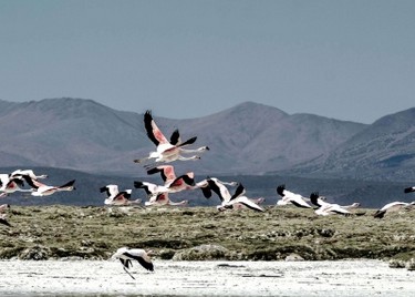 salar-de-surire-12xchile-1-mr4d4i8m7m8rxhuc9vf1gddb3uoeue5alwv0atbhr4,Fotografía de paisajes, San Pedro de Atacama