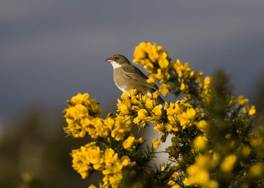 Aves-araucania-mauricio-ibarra-ACT243,Avistamiento de aves, Punta Arenas