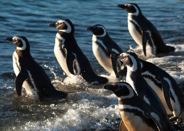 Pinguinos-luis-bertea-ACT246,Avistamiento de aves, Punta Arenas