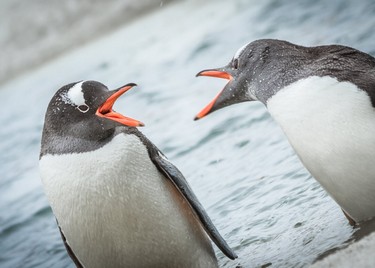 Pinguinos-pablo-ruiz-inach-ACT238,Avistamiento de aves, Punta Arenas