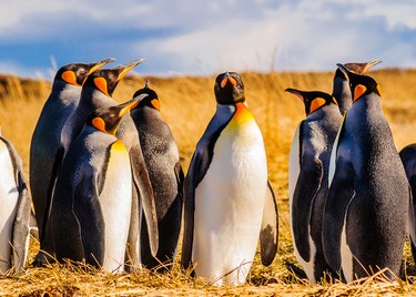 Pinguinos-tierra-del-fuego-ACT245,Avistamiento de aves, Punta Arenas