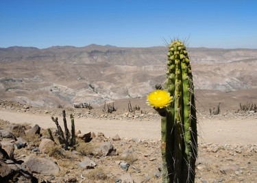 Cactus-nama-tarapaca-ACT265,Observación de flora y fauna, Punta Arenas