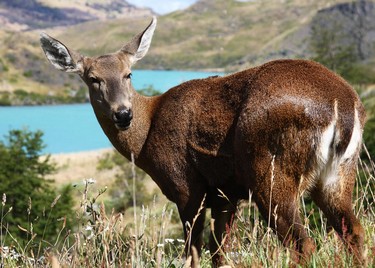 Fauna-chilena-ACT271,Observación de flora y fauna, Villarrica