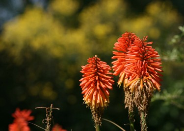 Flores-araucania-yerko-bravo-ACT267,Observación de flora y fauna, Villarrica