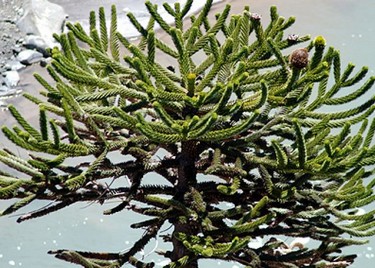 /images/eventos/2656/pinion,Fiesta Provincial del Piñón, Caviahue-Copahue